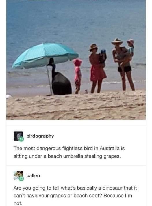 Meanwhile in Australia - meme