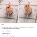 photogenic bunny