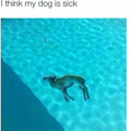 Its for sure a dog