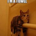 towel cat