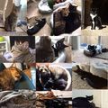 not a meme, just some cute pics of my cats. black one is smudge, tabby is martin.
