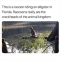 Raccon riding an alligator in Florida