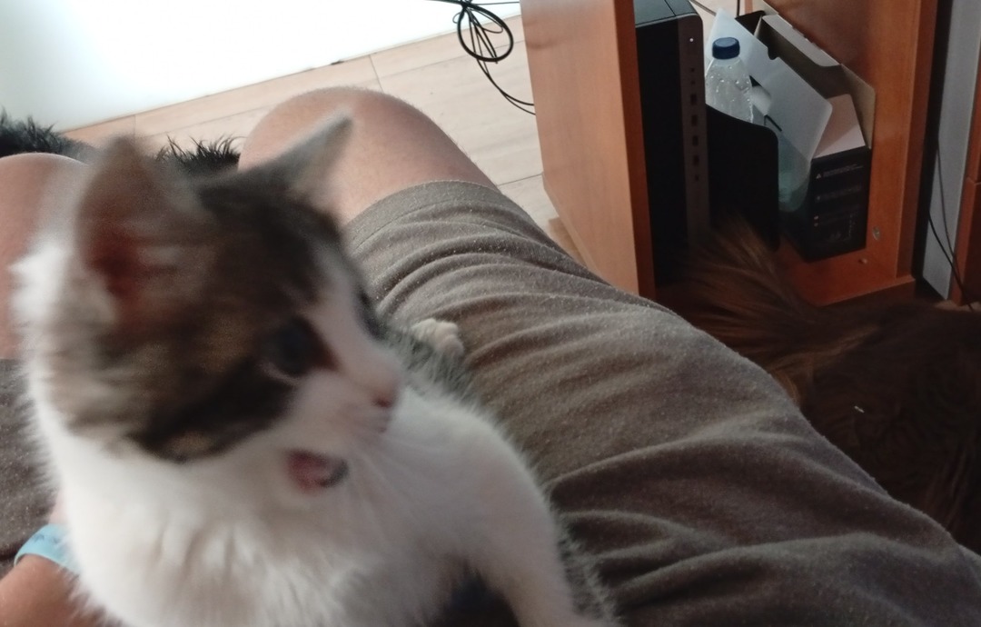 Plantilla gratis de mi gata - meme