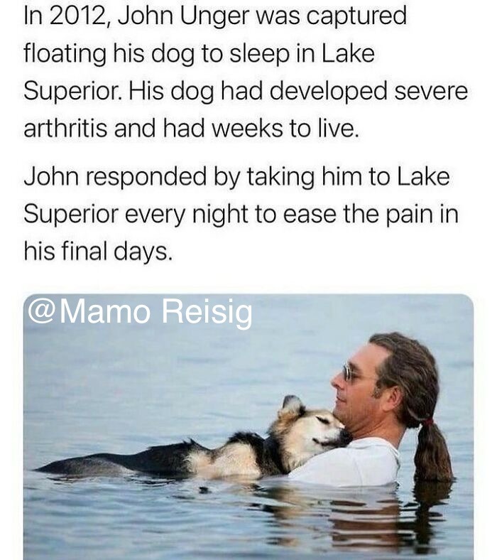 Dog Suffers From Arthritis - meme