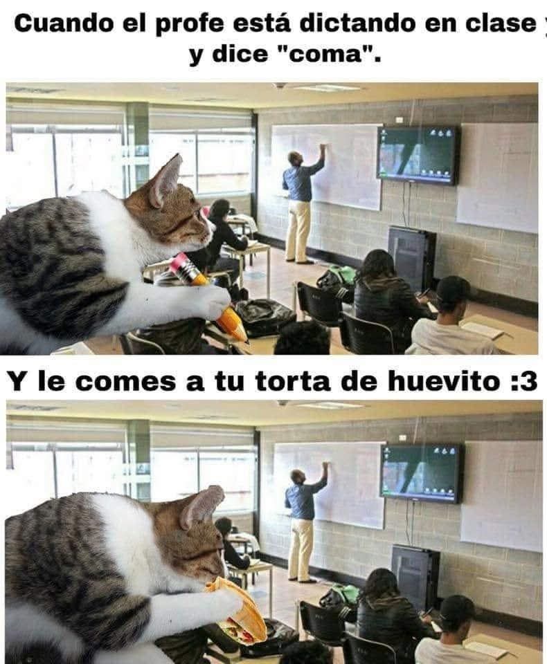 No sé yo no llevaba torta de webo - meme