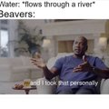 Dam beavers