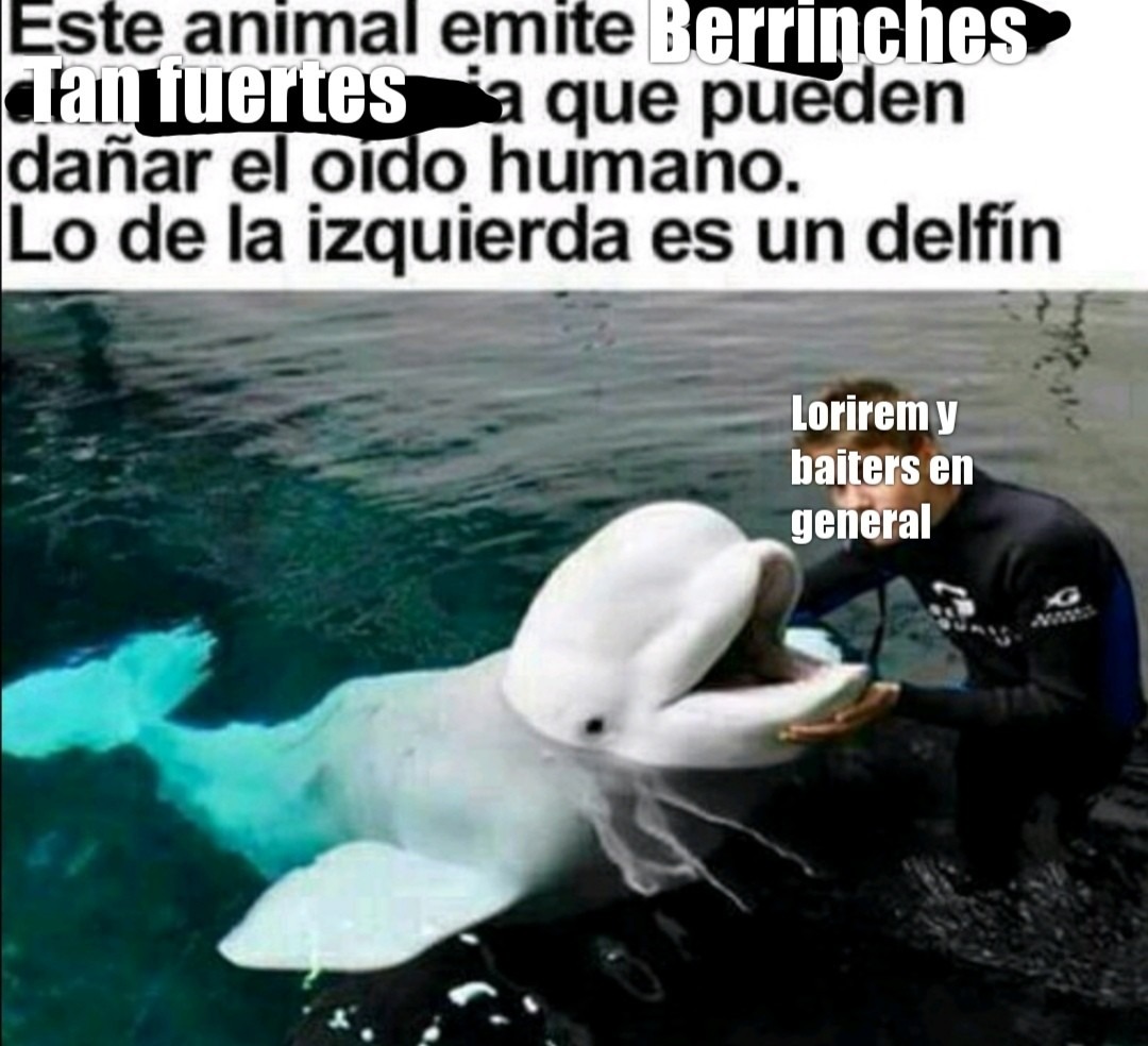 Delfín - meme