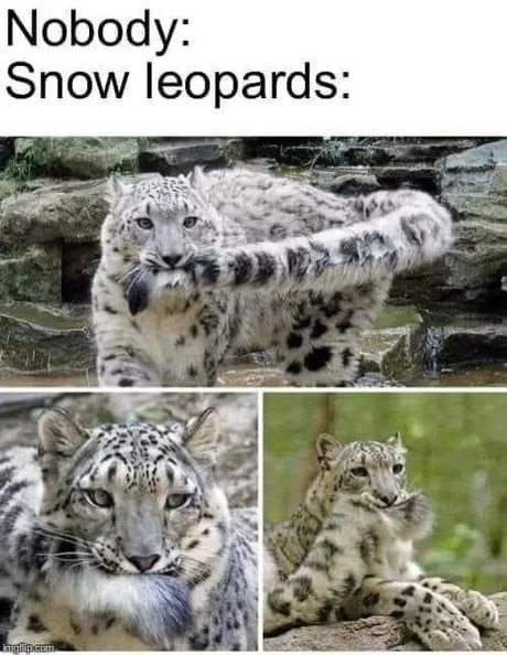 Wholesome snow leopards - meme
