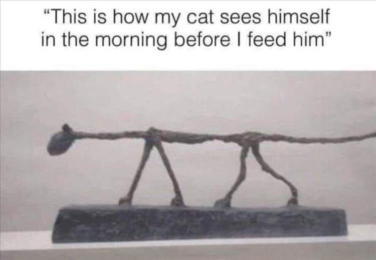 cat mentality - meme