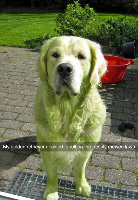 Green dog - meme