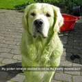 Green dog