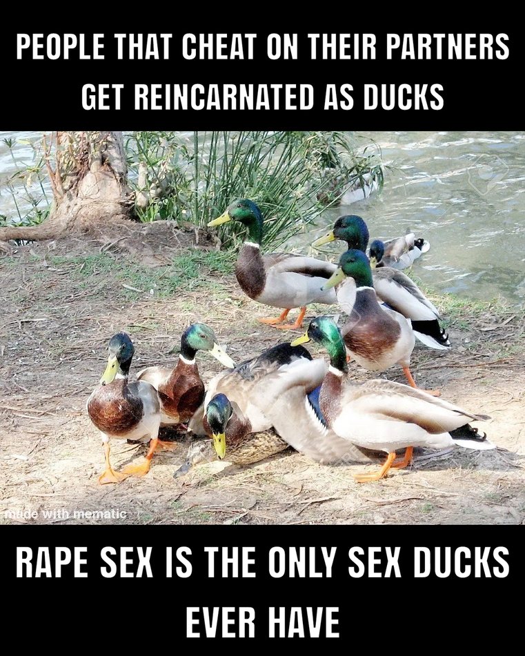You cheat you're ducked - meme