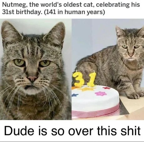 world's oldest cat celebrating his 31st birthday - meme