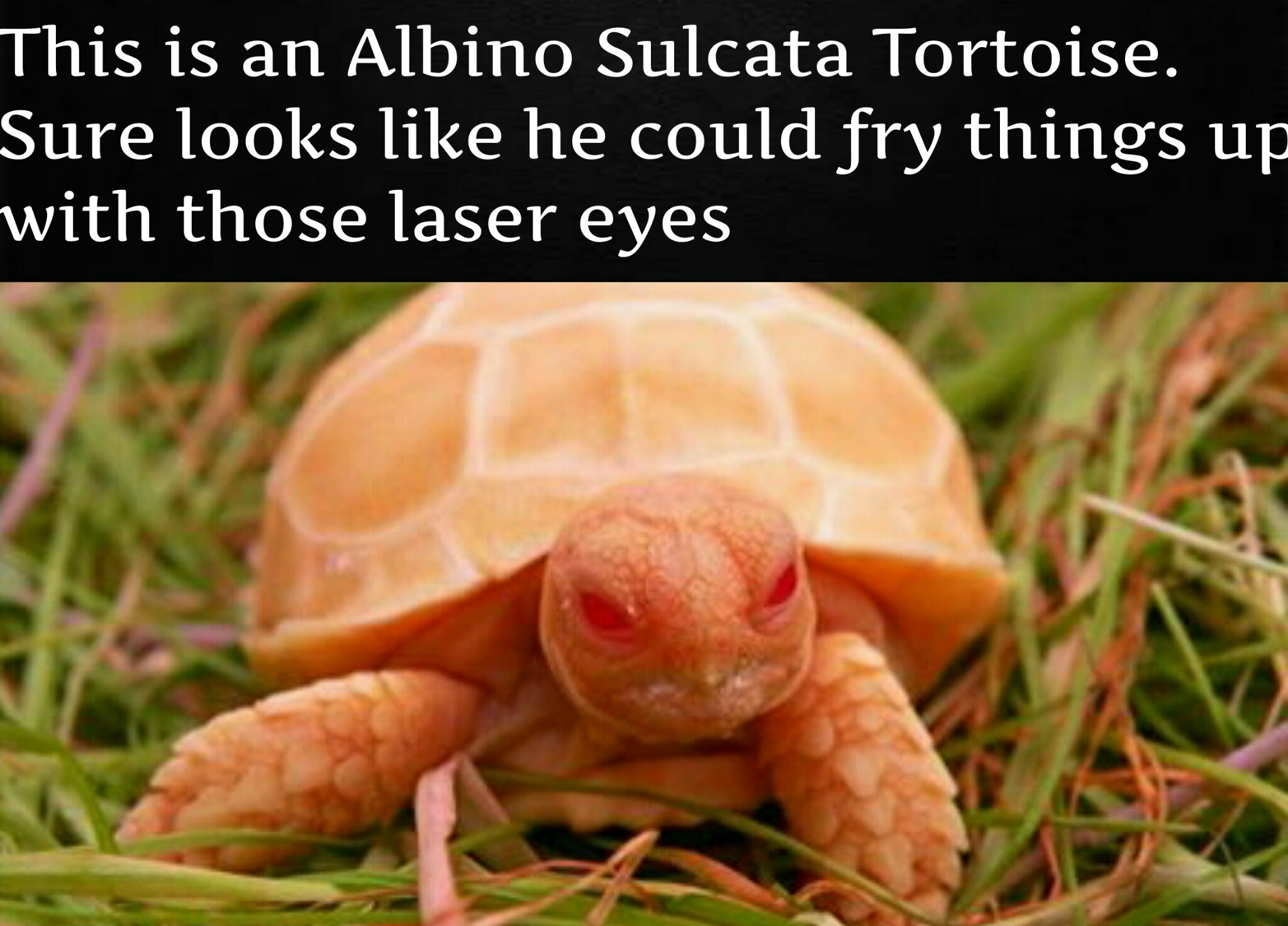 The best Tortoise memes :) Memedroid