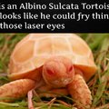 Supernatural Tortoise