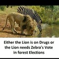 Zebra's vote