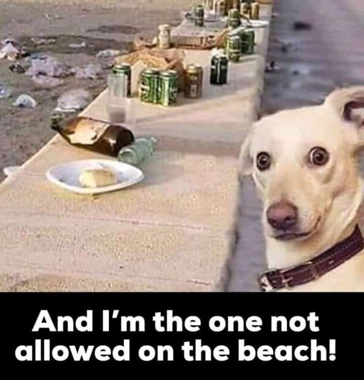 Upset beach dog - meme
