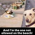 Upset beach dog