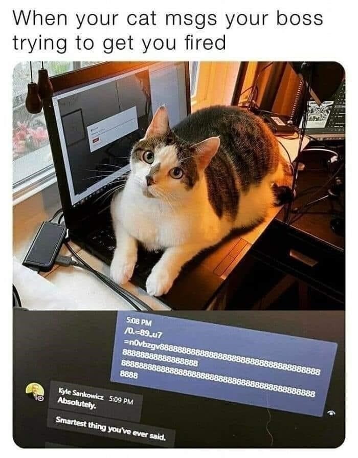 Cat smarter then homan - meme