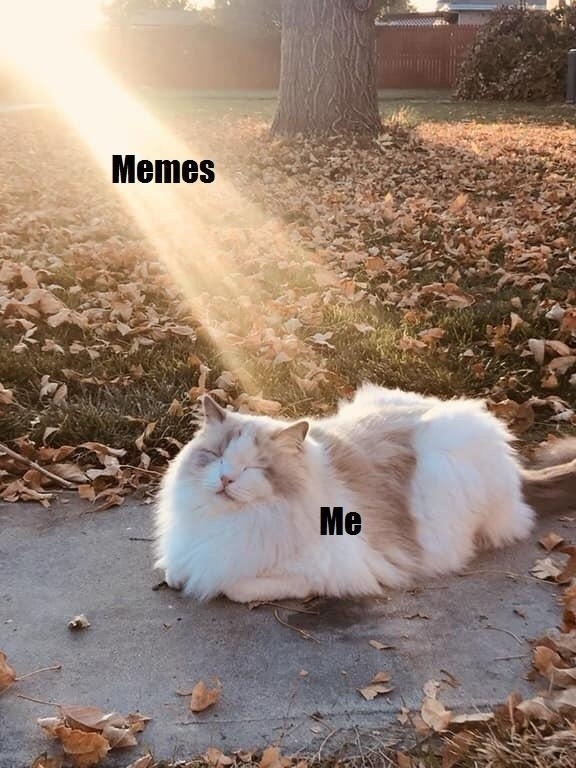 the most powerful duo in history: memes and me