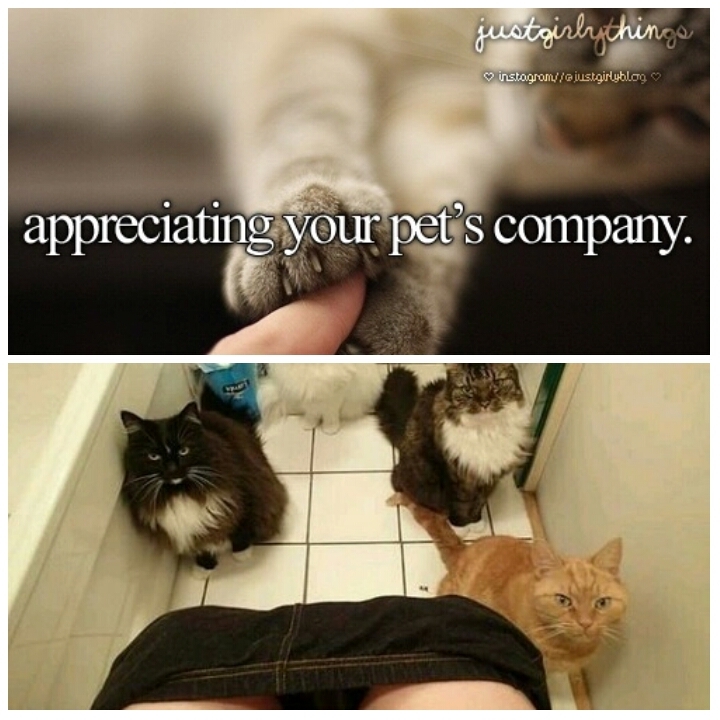 The reality of owning a cat... - meme