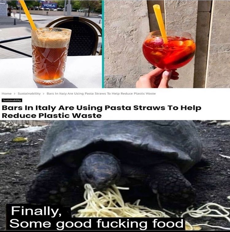 Gordon ramsay tortoise - meme