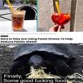 Gordon ramsay tortoise