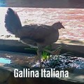 Gallina Italiana
