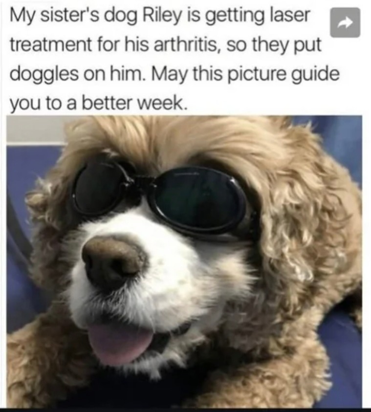Laser dog with goggles is here to heal your heart - meme