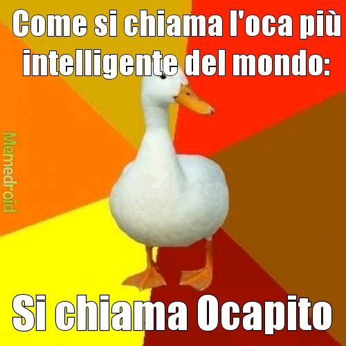 Ocapito - meme