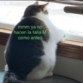 meme del gato gordo