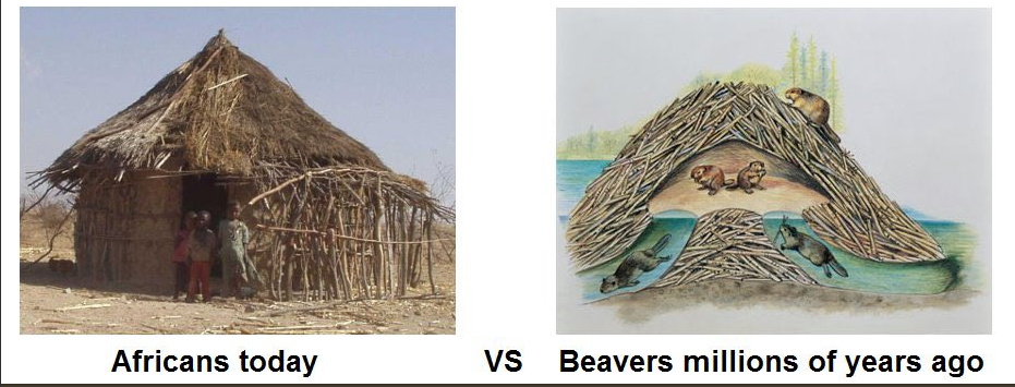 Beavers did it first - meme