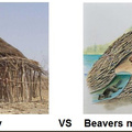 Beavers did it first