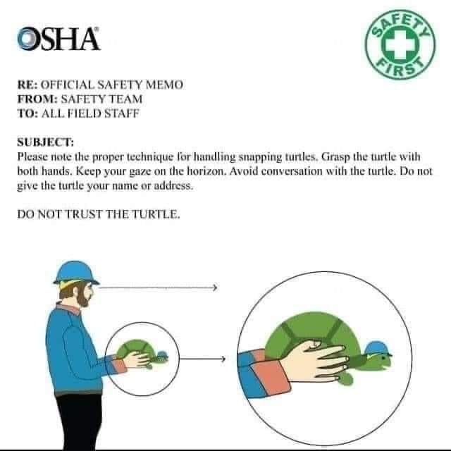 turtle - meme