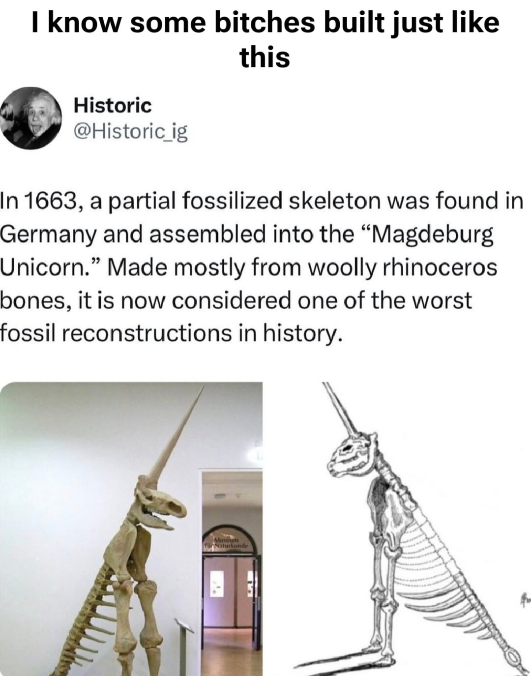 Some of y'all built like the Magdeburg Unicorn - meme