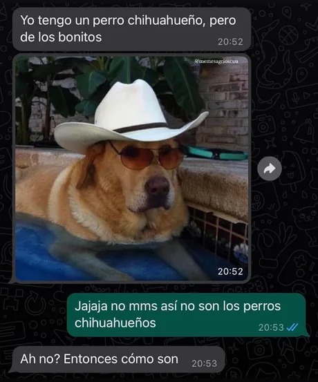 Perro chihuahueños - meme