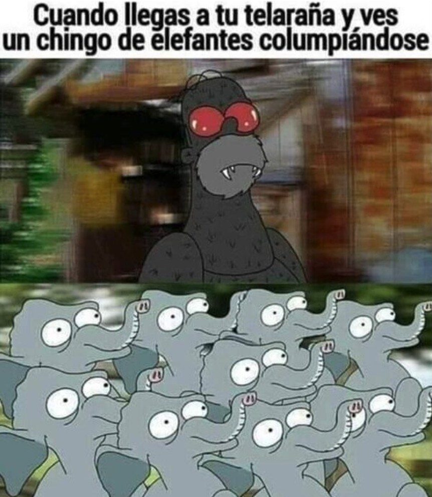 llegas a tu telaraña y ves un bonche de elefantes columpiándose - meme