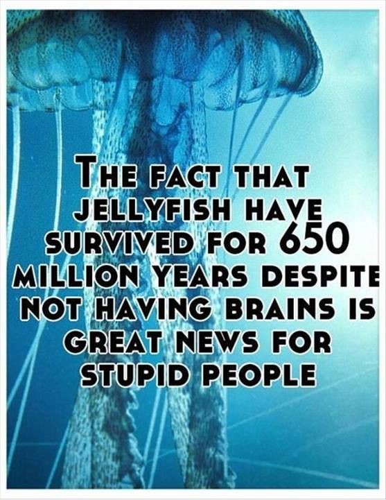 Jelly fish - meme