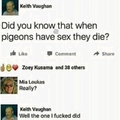 Pigeon molester