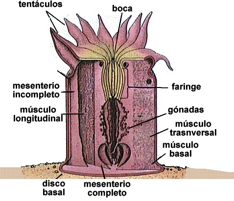 Anatomia de una anemona (me gusta mucho) - meme