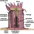 Anatomia de una anemona (me gusta mucho)