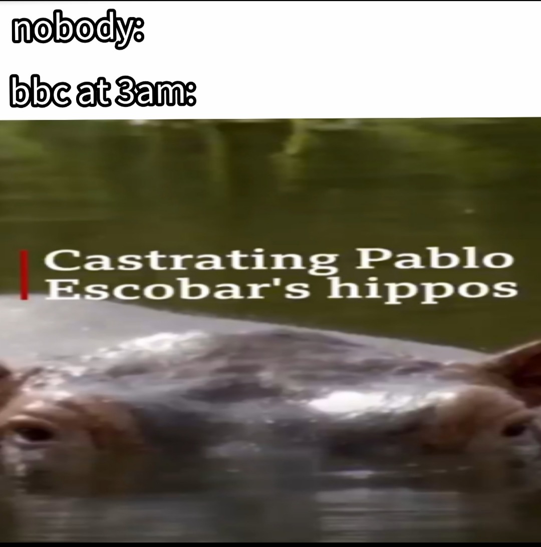 what the hippo do :( - meme