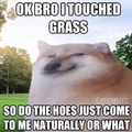 dongs in a grass