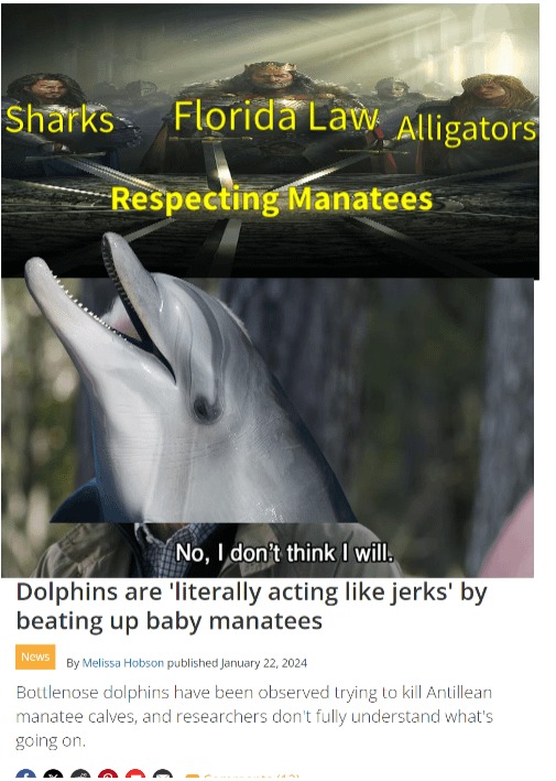 Dolphins are the worst - meme