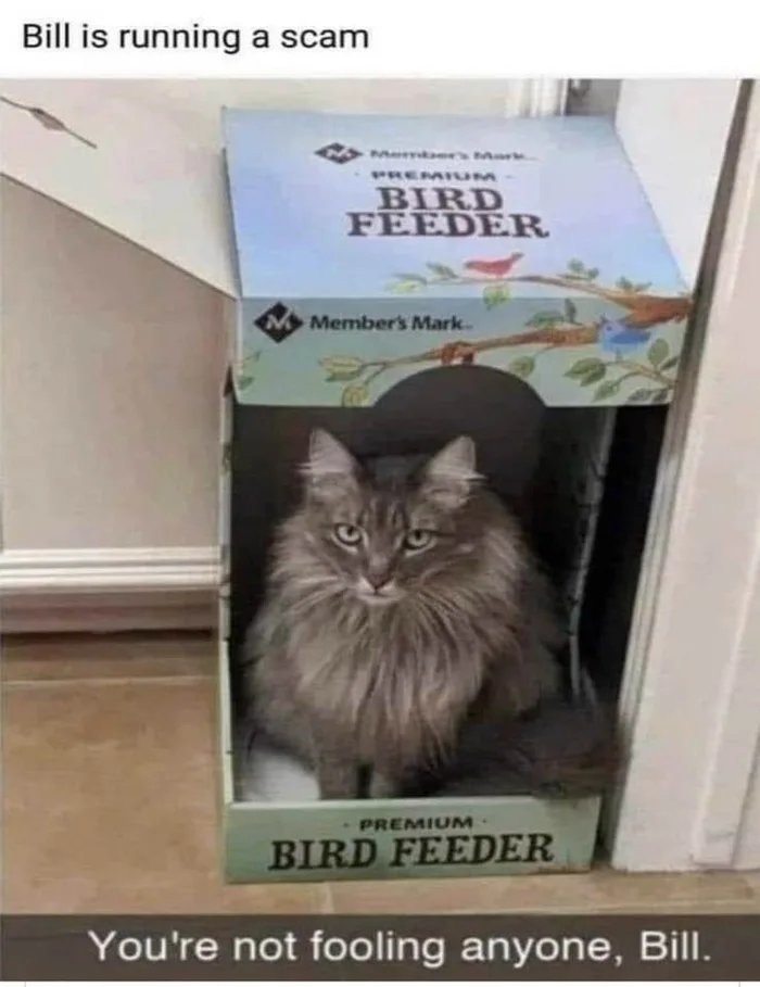 Khajiit is innocent of this crime - meme