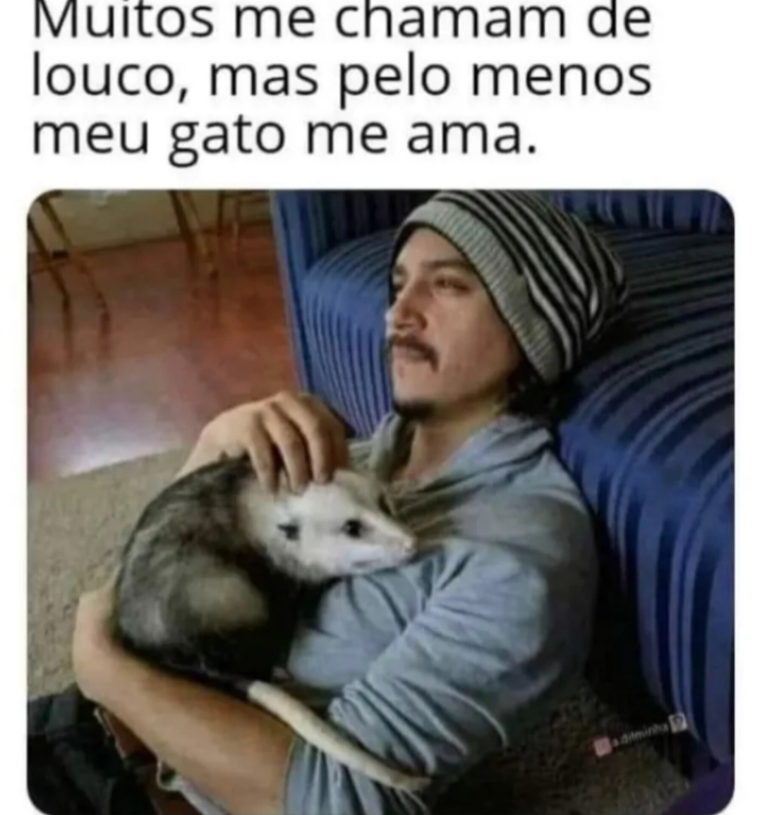 "Gato" - meme