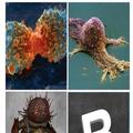 Evolution of cancer