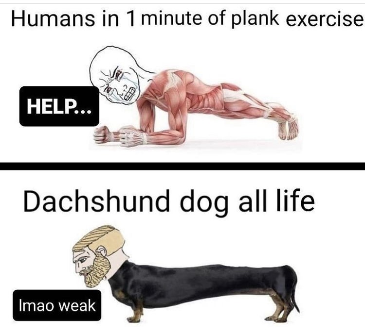 dongs in a plank - meme