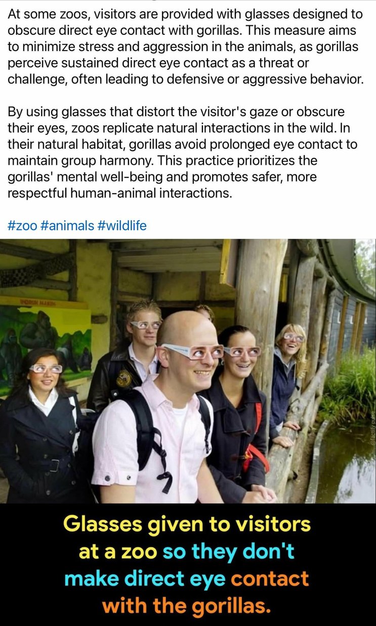 When the zoo gives you glasses to stop eye contact with the gorillas, Who's the real primate here? - meme