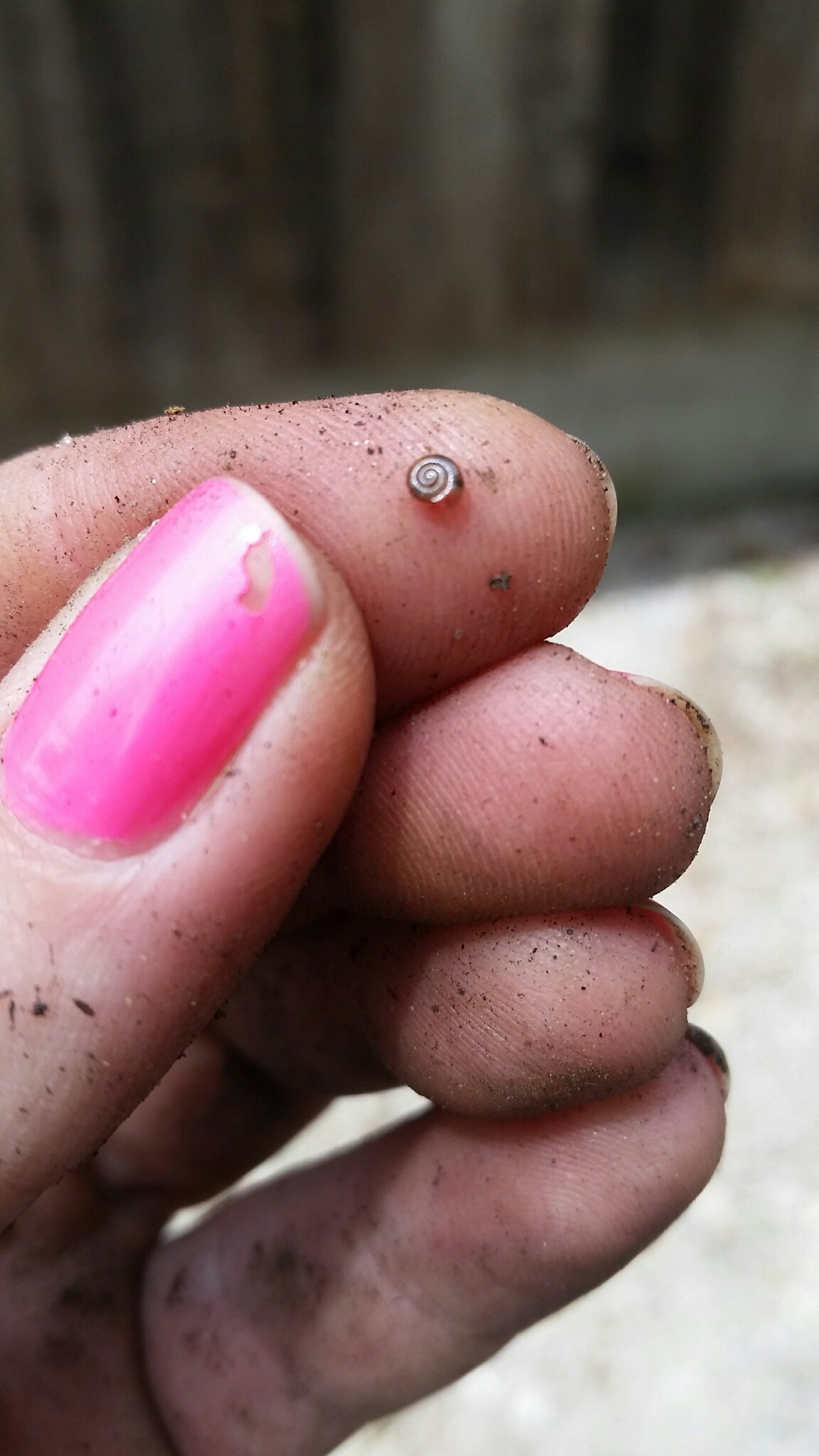 Found the teeniest snail while gardening - meme